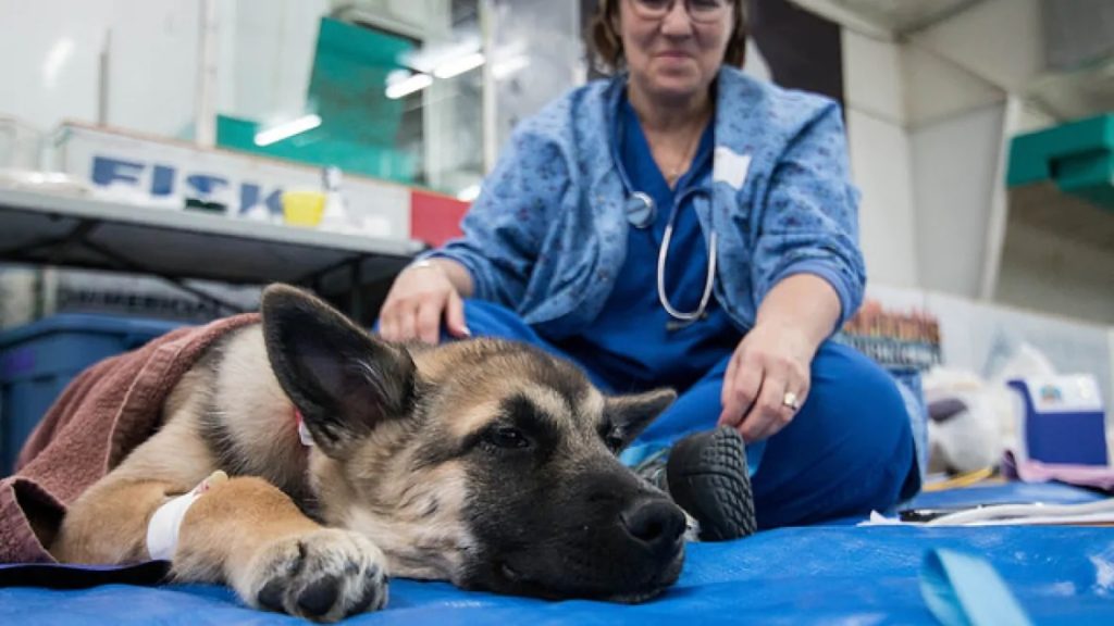 Top 5 Countries to Study Veterinary Science Abroad - Kenznow Articles