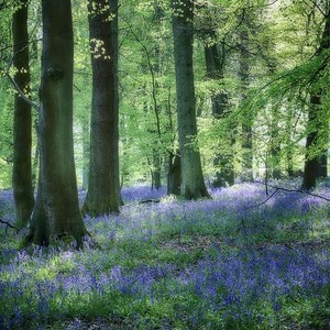 Woodlands