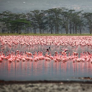 Nakuru